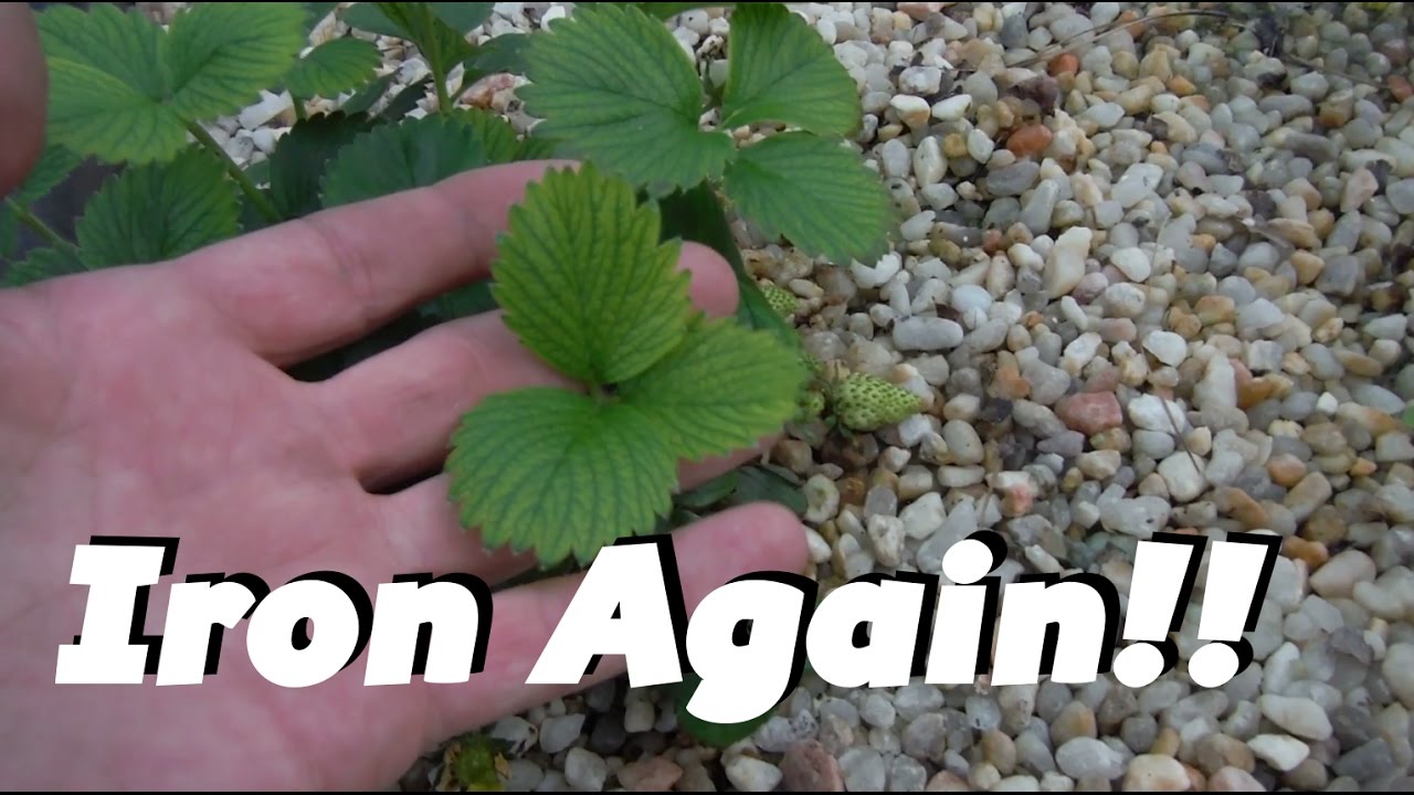 Iron Deficient Strawberries: Lava Rock Aquaponics - YouTube