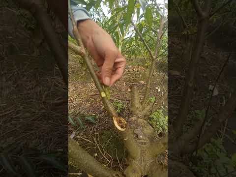 Kỹ thuật ghép và chăm sóc cây mới nhất – The latest technique of grafting and tree care #0653