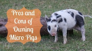 Pros and Cons of Owning Micro Pigs