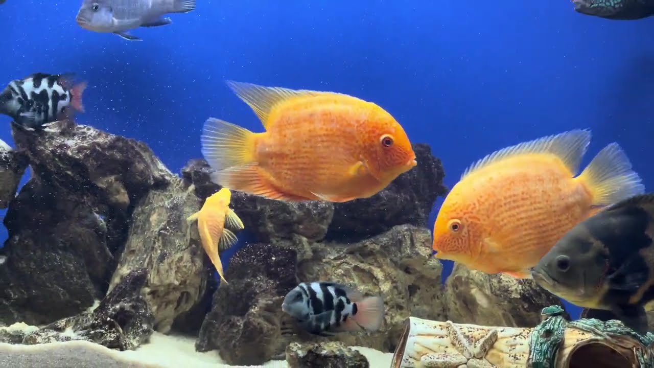 Цихлиды. Аквариум 140 литров