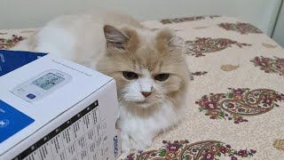 Mimi loves to play with boxes by Cat life 535 views 2 weeks ago 2 minutes, 38 seconds