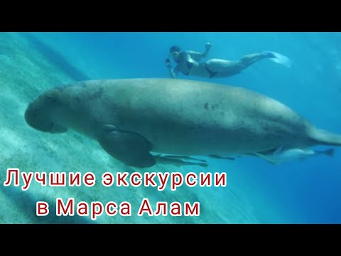 Куда поехать в Марса Аламе в 2021. Встреча с дюгоном. Люксор.