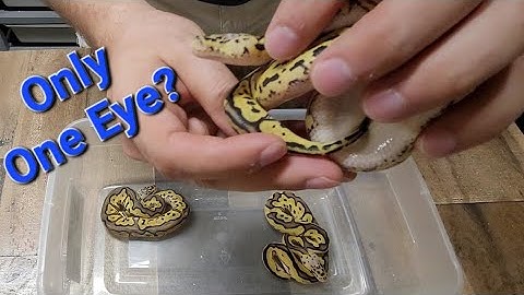 Look at this amazing clown clutch update! OD Leopard Clown ball pythons!🐍🤡🐆 One-Eyed Snake 👁
