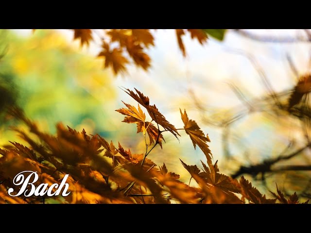 Bach - Air on the G String | 1 HOUR Extended | Classical Music for Studying and Concentration Violin class=