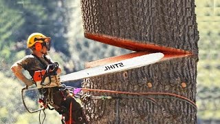 Amazing Fastest Big Tree Felling Chainsaw Skills - Incredible Modern Wood Tree Cutting Machines