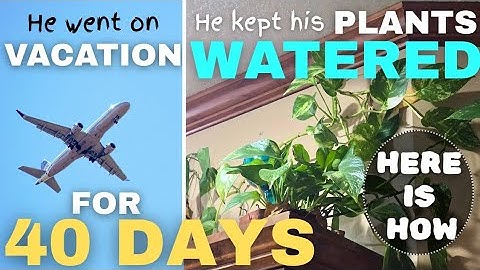 How to water plants when on vacation for a month
