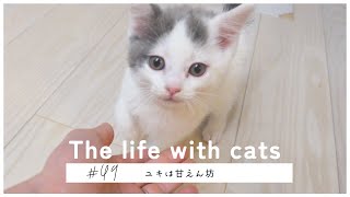 49【猫ちゃんは甘えん坊】(Pampered cat)朝から可愛くて家事ができない