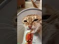 Funny Cat does the funniest thing ever - Cat Channel 🤣 Best Ever!