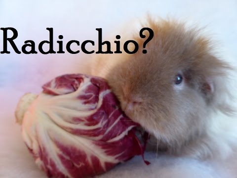 Vegetables for Guinea Pigs: Radicchio