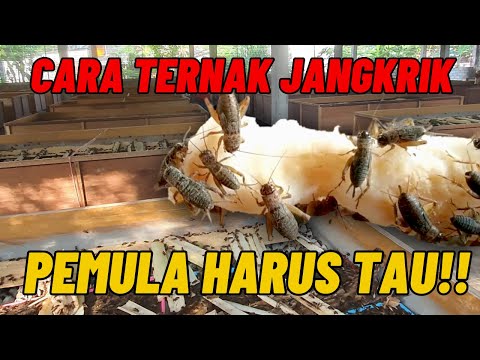 7 Cara Budidaya Jangkrik Bagi Pemula Agar Cepat Panen 7 Cara Budidaya Jangkrik Bagi Pemula Agar Cepat Panen