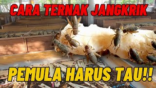 Cara Ternak Jangkrik Dari dari Nol