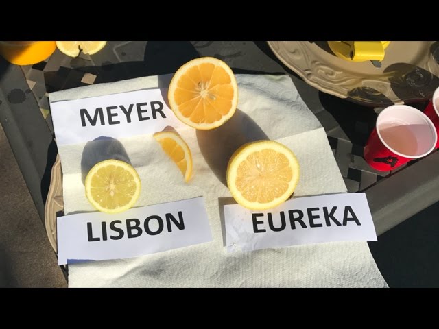 Meyer Lemon Vs Lemon