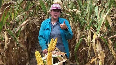 Regional Product Advantage: Hoegemeyer brand 8233 AM