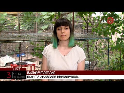 ნინი რთველიაშვილი: „ცხოველთა დაცვის სფერო მოხალისეებზე დგას“