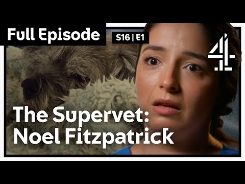 THE SUPERVET: NOEL FITZPATRICK | S16 | EPISODE 1 | Channel 4