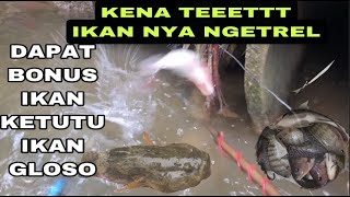 NYETRUM DI SUNGAI RASA KOLAM IKAN