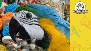 Current Hand Reared Parrots | Victorian Bird Co Ferntree Gully | 02/10/25