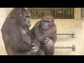 ネネとキヨマサ⑥ Mother(Nene) ＆ child(Kiyomasa) gorilla