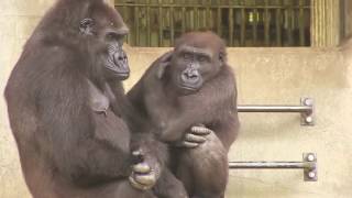 ネネとキヨマサ⑥ Mother(Nene) ＆ child(Kiyomasa) gorilla