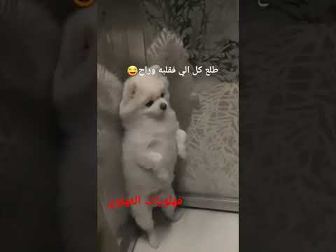 كلكوا عليا دنا هوريكوا اطلعولي بره فهلويات الفهلوي    مصر السعودية