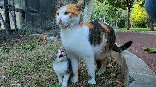 Hungry kitten keep asking milk from mother cat but she doesn't let her