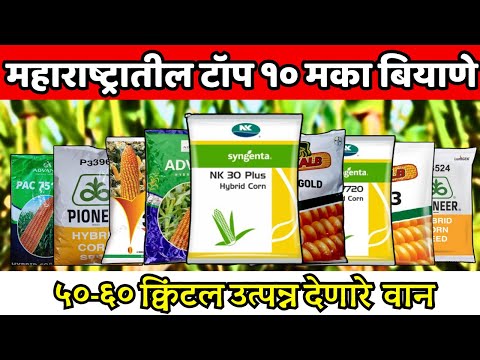 महाराष्ट्रातील सर्वोत्तम टॉप 10 मका बियाणे 2024 | Maize top variety Maharastra 2024 | उतपन्नाची मका