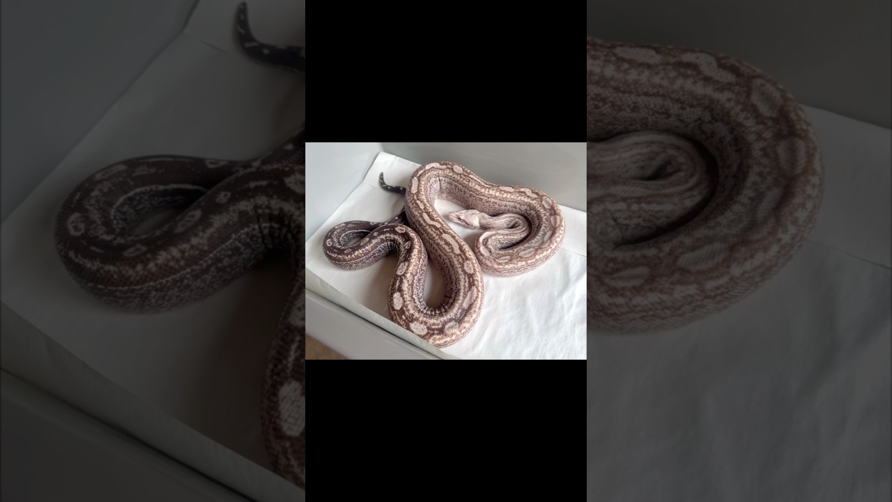 2021 Super Aztecs siblings. Just an update. 