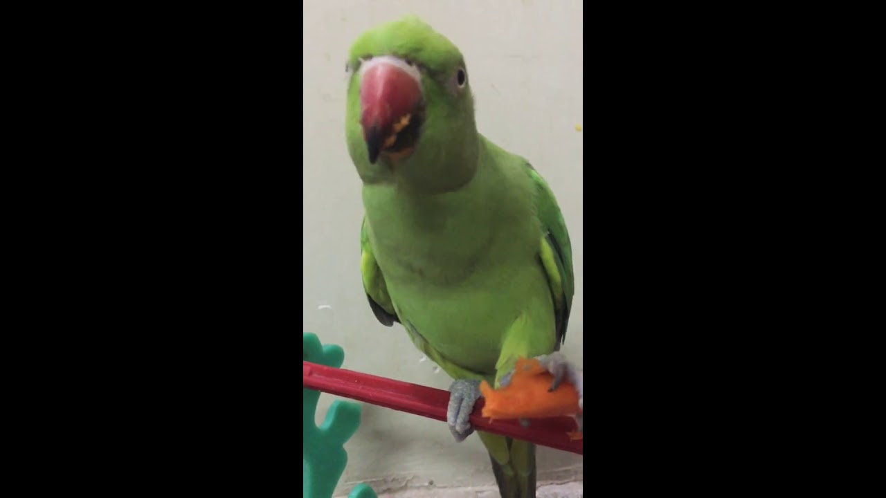 Parrot 🦜 ASMR !!