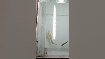 cách pom cá rồng . hồ gạch men