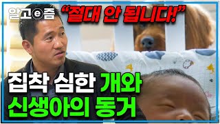 '정말... 위험해요' 평소 보호자에게 엄청난 집착을 보이던 개가 신생아와 함께 살 수 있을까?│세상에 나쁜 개는 없다│알고e즘