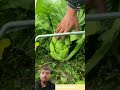 Hormoj Vegetables Farming Gulshadshort Shortvideo Shortsfeed Shorts
