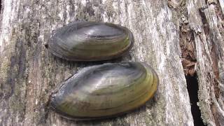 Celebrity Freshwater Science: Discovering What Keeps Streams and Rivers Healthy Profile