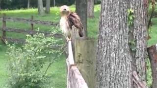 Red tail hawk w/ broken wing in middle TN, August 2018