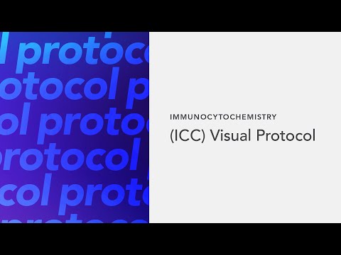 Immunocytochemistry (ICC) Visual Protocol
