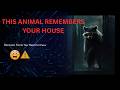 This Animal Can Open Doors, Steal Your Food & Remember Your House for Years… 😳💀