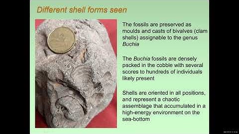 Hitchin’ a Ride - a Tale of a Well-Traveled Buchia By Jim Haggart