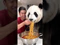 panda eating spicy noodles