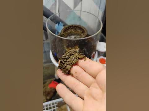 Пенник в морском аквариуме - YouTube