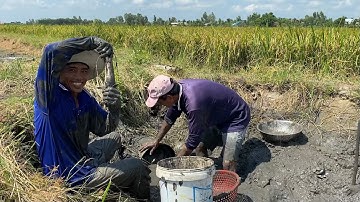Bắt Cá Cạn • Thục Bọng • Trúng Cá Lóc Đem Về Nướng Lá Dừa | Bông Lúa Đồng Tháp