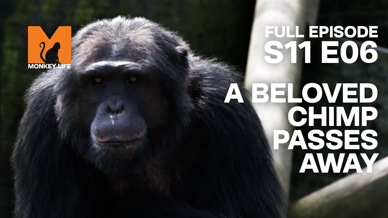 Beloved Chimp Ben Unexpectedly Passes Away | Season 11 Episode 6 | Full ...