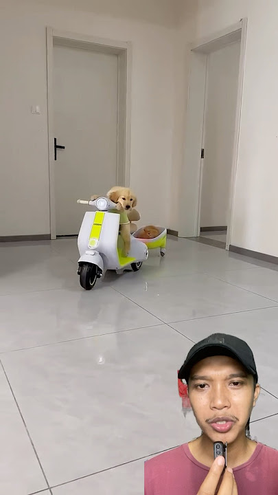 Lucu Banget‼️ Anjing dan Kucingnya Naik Motor #shorts #dog #cat
