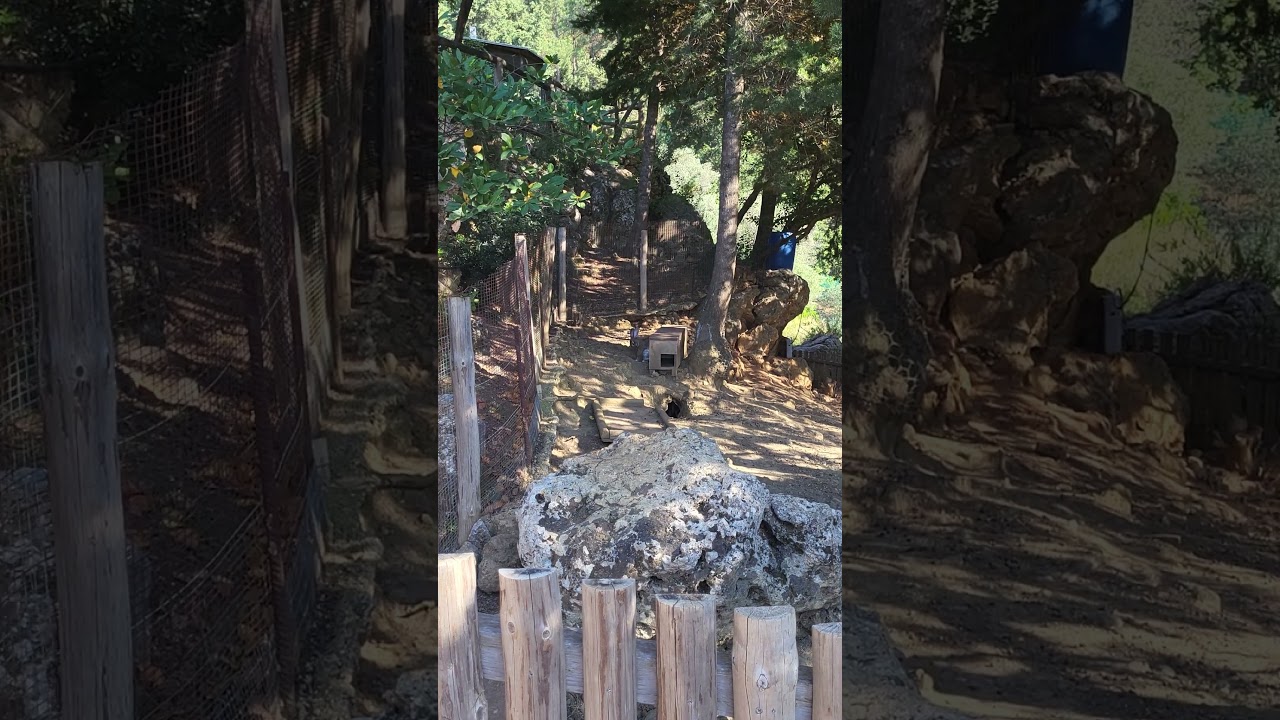 Cute bunny on the Greek island of Kos 🐰