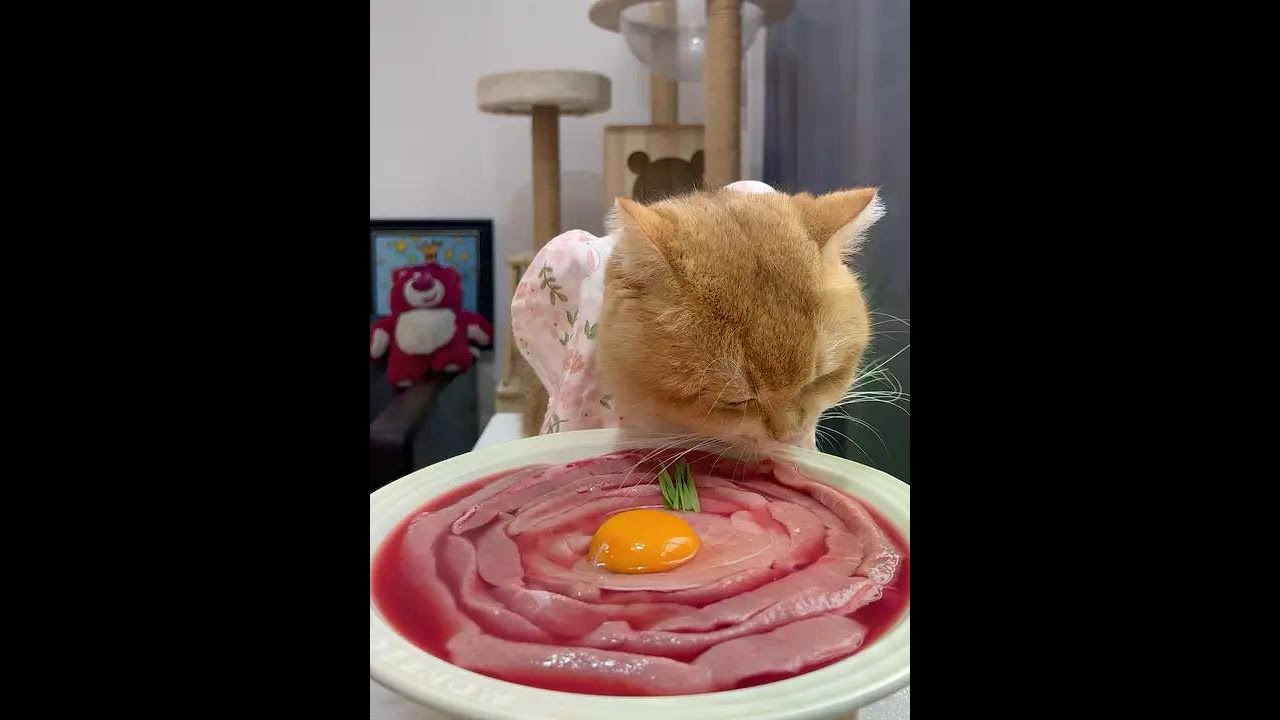 Meal time for the kitten is now online 