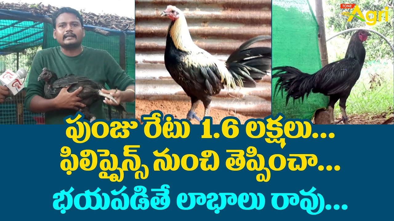 Peruvian Breeders in Telugu పుంజు రేటు 1.6లక్షలు.. ఫిలిప్పైన్స్ నుంచి