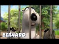Bernard Goes To The Zoo! AND MORE | Bernard Bear | Cartoons for Children | Full Episodes