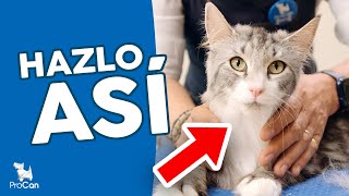 ¡SIN ARAÑAZOS! CUIDADOS de un GATO, como PELAR, QUITAR o ELIMINAR PELO y LAVAR