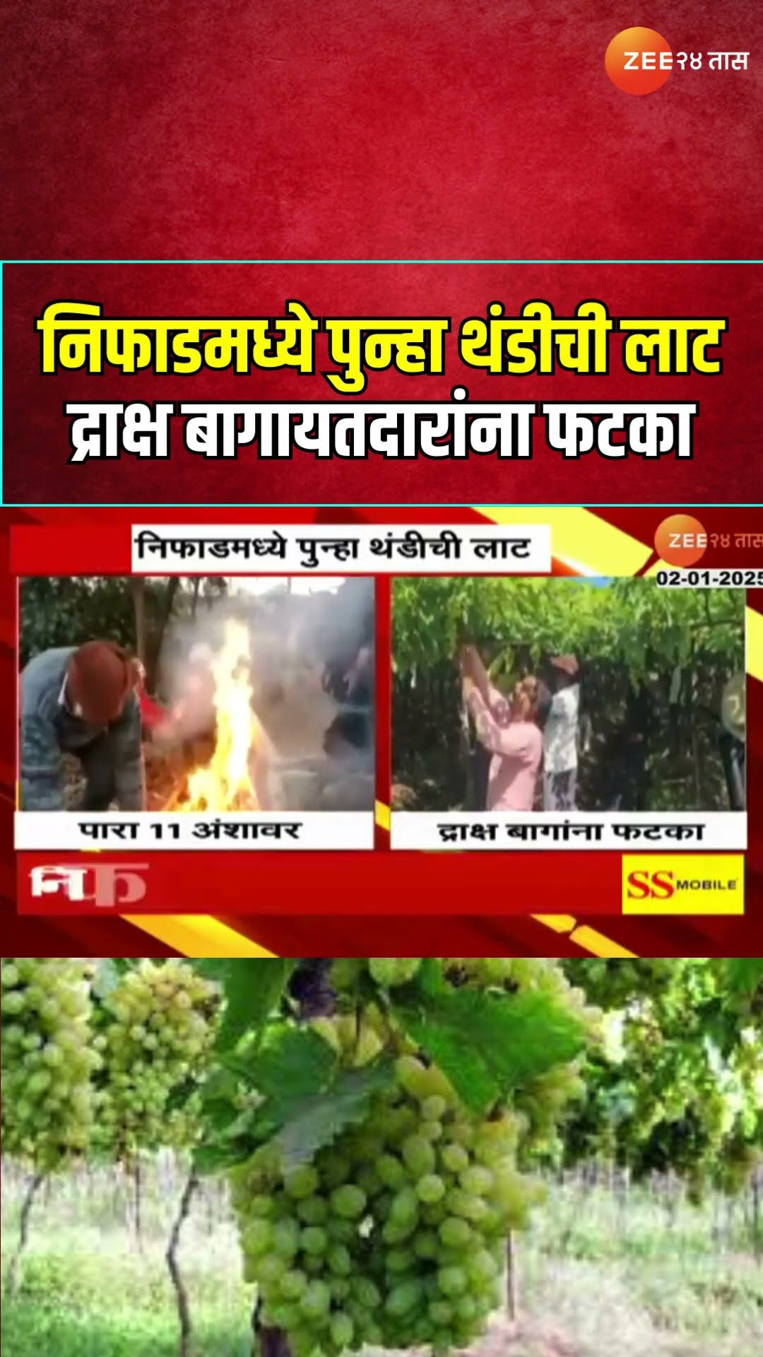 Nashik Cold Wave | Nifad Temperature Drop | निफाडमध्ये पुन्हा थंडीची लाट; द्राक्ष बागायतदारांना फटका