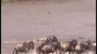 Wildebeest Attacked by Crocodile in River