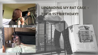 upgrading my rat cage | their 1st birthday!!