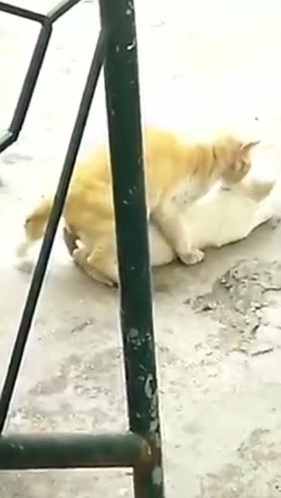 Kucing wik wik sampai crot
